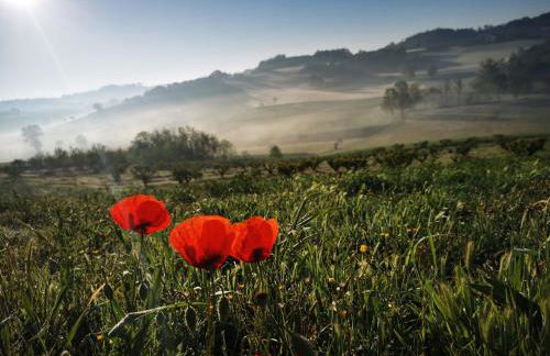 Azienda Agricola Tenuta del Barone - Photo 25
