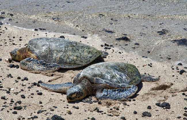 Keauhou Kona Surf & Racquet Club Townhouse #4 - Foto 55