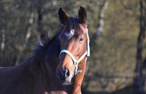 Sommerhaus in den Walddörfern - Foto 15