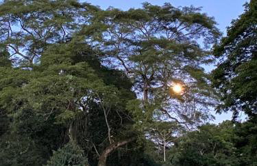 Recanto da Floresta - Casa de campo em Secretário - Foto 29