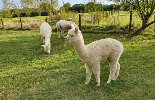 Dartmoor Reach Alpaca Farm - Foto 126