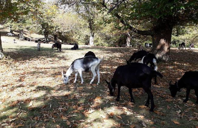 Casa Hürlimann Erholung Im Malcantone - Photo 58