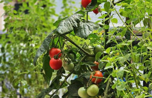 Ellera Suite con Parcheggio Privato - Albisola Superiore - Foto 37