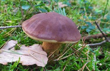 Słońce i Woda Domki Całoroczne, Podgrzewany Basen, Balia z jacuzzi, Klimatyzacja, Bezpłatny Parking - Foto 64