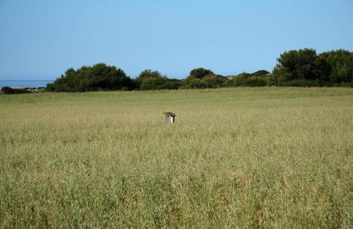 Rusticae Agroturismo Finca Atalis - Foto 59