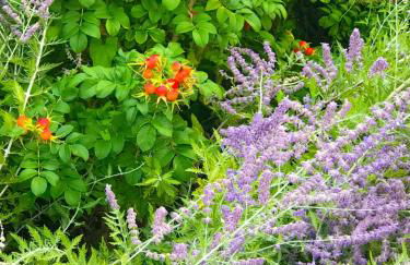 Lago di Garda a 100m - Fasanella Penthouse - Foto 51