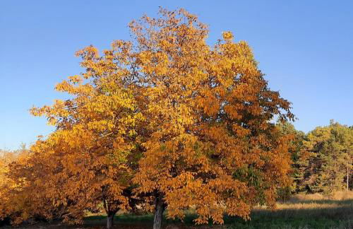 Corral de l'esquirol - Foto 46
