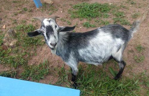 chaler Sao Jorge - Foto 29