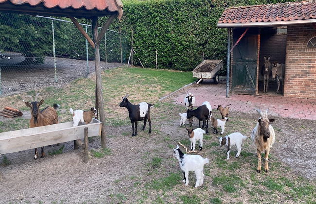 Holiday Home in Bergen op Zoom With Garden - Foto 11