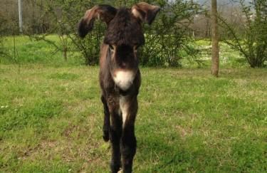 Agriturismo solare - Foto 29