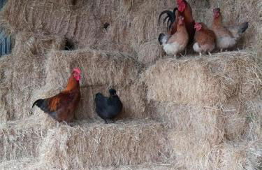 Conwy Pen Cefn Farm Holiday - Photo 25