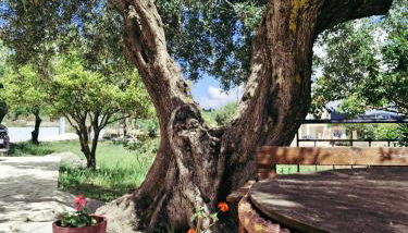 Olivo Apartment - Foto 4