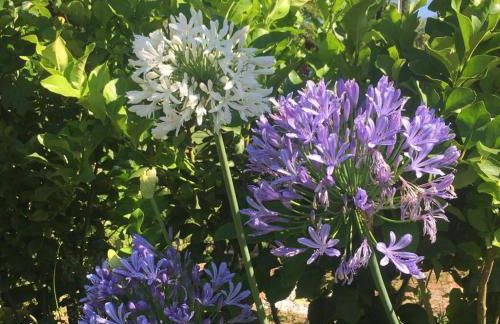 Casa "Le Rondinelle" - Foto 54