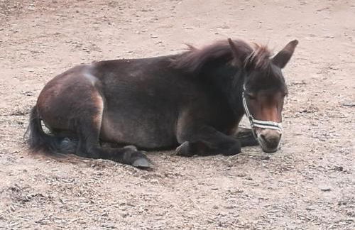 504 Stallgeflüster - Foto 27