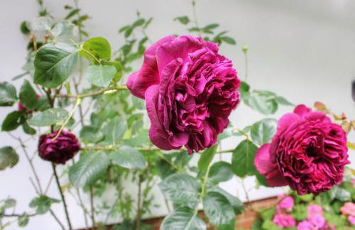 Charlton House - Foto 28