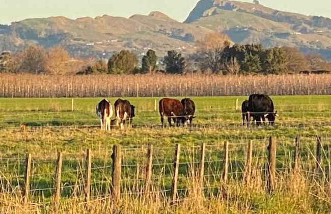 Amuri Villas - Foto 33