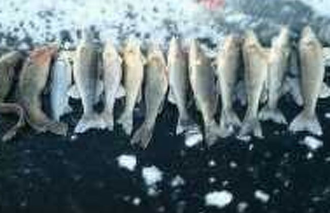 2 bedroom House in Kuopio with sauna - Photo 28