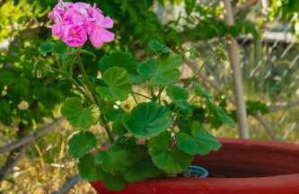 Βίλλα Φανούλα Villa Fanoula - Foto 58