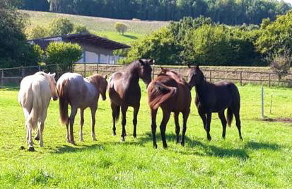 Sonnenhof, Ferienwohnung auf Reitanlage - Foto 26