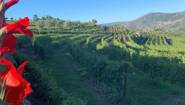 I vigneti della cantina Quinta da Portela de Baixo
