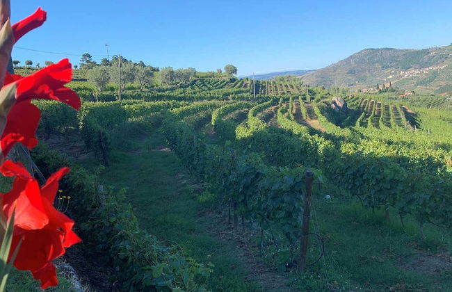 Quinta da Portela de Baixo Winery + Tasting - Photo 2