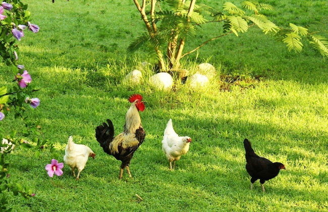 Akdeniz Bahcesi - Foto 25