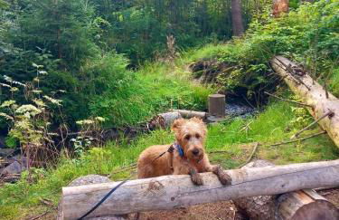 Hundeurlaub im Tiny House im Wald - Foto 7