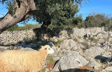 Apartmani Šegota - Photo 4