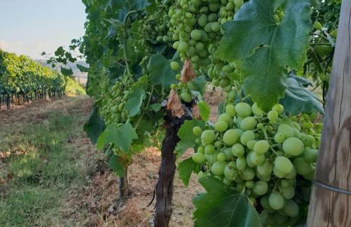 Agriturismo Diaccialone - Foto 43