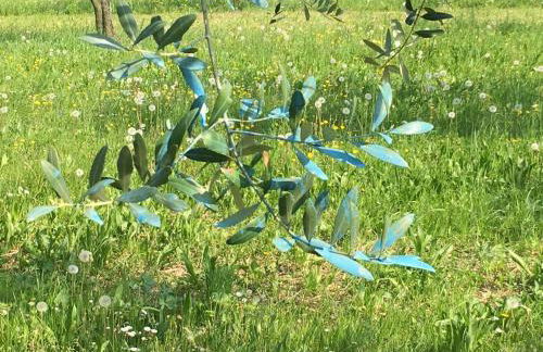 Agriturismo Holle - Foto 35