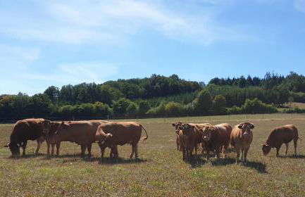 Ferienhaus Dreier-Ley - Foto 15