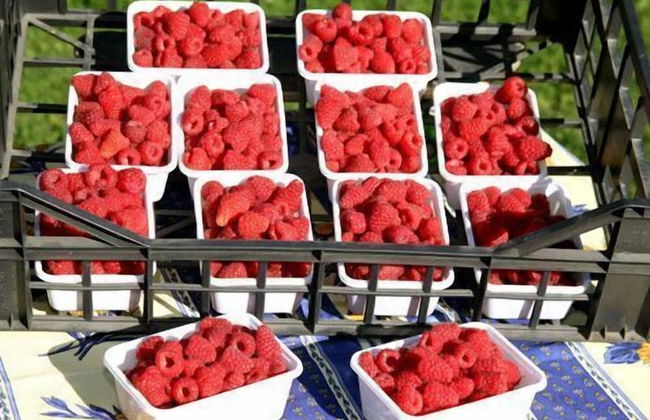 Agriturismo Le Reve - Foto 13