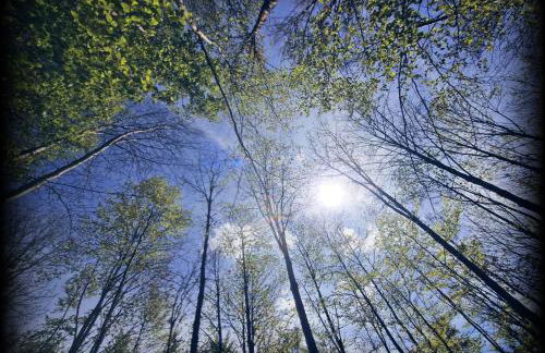Erholungsoase am Rand des Harzes - Ferienwohnung - Foto 7