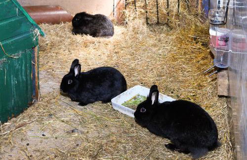Ferienwohnung Waldblick auf dem Ferienhof Eschen - Foto 30