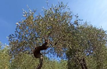 Il Glicine cozy appartamnent, near Sestri Levante between Cinque terre e Portofino - Foto 48