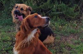 Apartamento mirador a las Islas Cíes - Foto 11