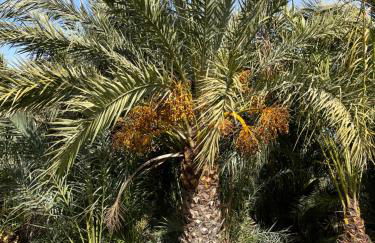 Egesta, villa with private pool - Foto 55