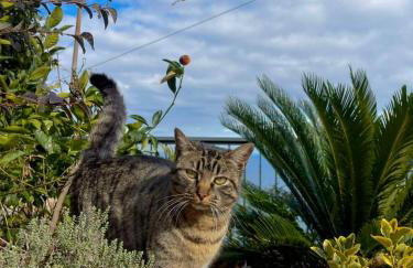 To giataki tou pappou - Foto 39