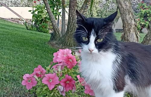 Villa REBECCA - Foto 50