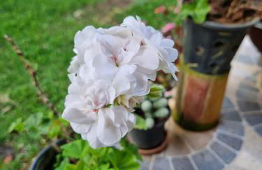 Sítio com Casa de Madeira com 2 quartos 100m2 px Centro de Salesópolis - Foto 38