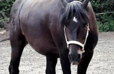 Forsthäuschen am Ponyhof - Foto 7