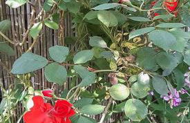 Framboisine - Foto 22