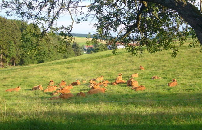 1 Siefertshof Comfortable Holiday Residence - Foto 14