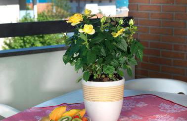 Residenza Nobel Appartamenti - Foto 42