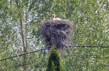 zielono mi - Foto 77