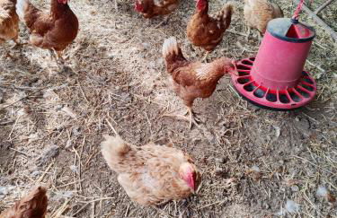 Quinta da Ponte das Hortas 2 - Foto 17