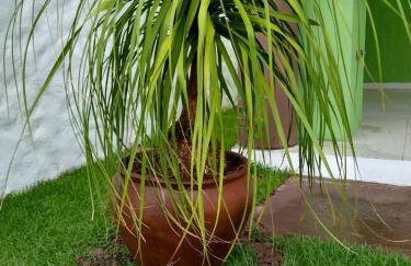 GREEN HOUSE - Foto 12