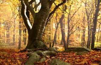 Ferienwohnung Iris Schumacher - Photo 17