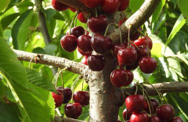 Owocowy Raj Nad Zalewem - Photo 55