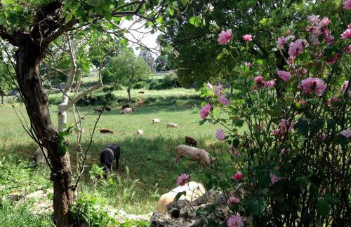 Masseria Trulli&Stelle B&B - Foto 50